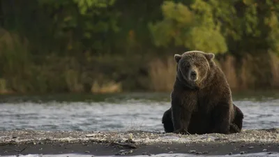 Какие медведи обитают в Сибири? – Это Сибирь!