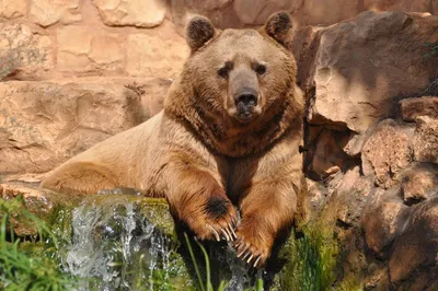 Современные популяции бурых медведей разделились около 150-100 тысяч лет  назад. На это указал анализ 51 генома