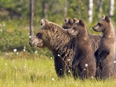 В Киевском зоопарке обновили летний вольер для медведей | Комментарии.Киев