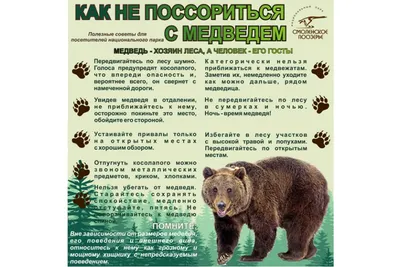 Медвежьи. Большая российская энциклопедия