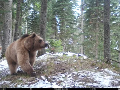 Бурый медведь — Интернет-энциклопедии Красноярского края