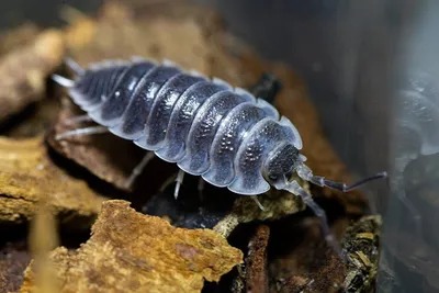 МОКРИЦЫ🦠ISOPODS🌿Кивсяки 🐛слизни и другие | Facebook