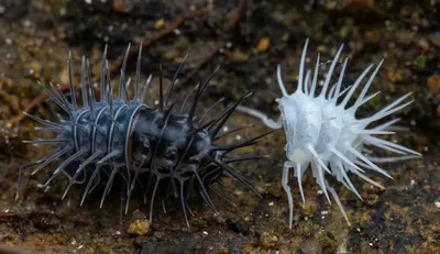 Ракообразные Беларуси - Porcellio scaber