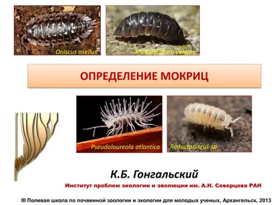 Уничтожение мокриц в квартире – цена в Москве: обработка помещений от мокриц