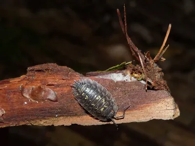 Ракообразные Беларуси - Trachelipus rathkii