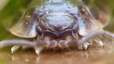 Porcellio — Википедия