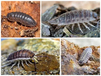 Мокрица-броненосец обыкновенная (Armadillidium vulgare) - Picture Insect