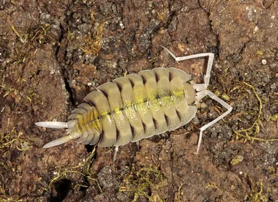 Ракообразные Беларуси - Porcellionides pruinosus