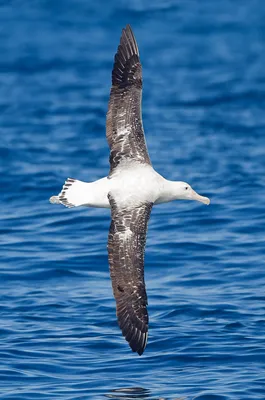 Заметки о птицах атлантического сектора Южного океана, моря Скоша и пролива  Дрейка | ИПЭЭ РАН