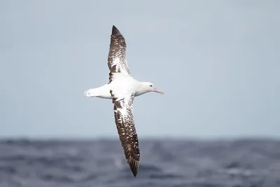 Альбатрос - царь среди морских птиц | STENA.ee