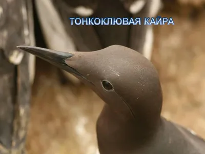 Зимняя перепись водоплавающих птиц 2020: результаты в Узбекистане —  Общество охраны птиц Узбекистана