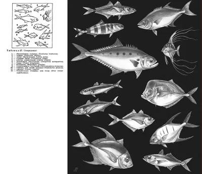 морской фон виды морских рыб, png | PNGWing