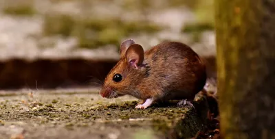 Самые распространенные виды мышей | Насекомых.Net | Дзен