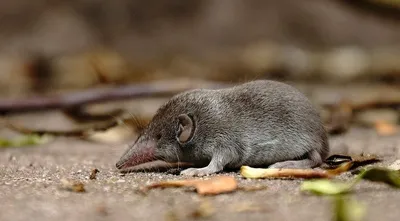 Летучая мышь - среда обитания и виды | Размеры, описание, фото