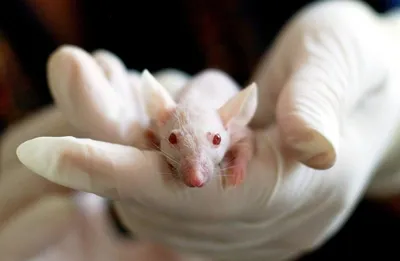 У летучих мышей в Сочи обнаружили новые виды коронавируса