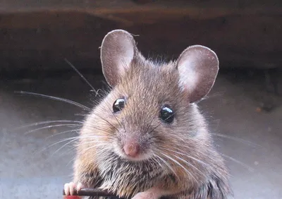 Виды и породы мышей - описание, фото, содержание и уход за мышью в домашних  условиях | Заповедник
