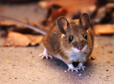 Социальная мотивация у мышей отличается в зависимости от вида и пола | ИА  Красная Весна