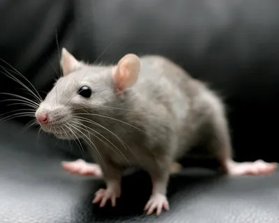Мышиные — Википедия