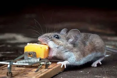 У белорусских летучих мышей нашли новые виды опасных для человека клещей