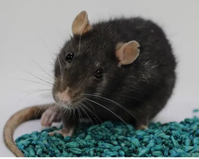 В Китае учёные нашли новые виды коронавируса у летучих мышей - Информатор  Украина