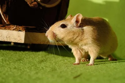 Летучие мыши в Гомеле: вся правда о рукокрылых | Новости Гомеля