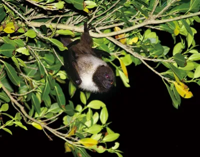 В Лаосе у летучих мышей обнаружили новые неизвестных виды коронавирусов -  Новости Кипра