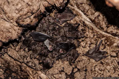 В пещерах Сочи обнаружили летучих мышей с двумя новыми видами коронавируса  - Новости Сочи