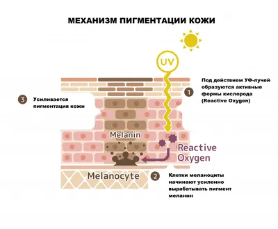 Рак кожи, виды, диагностика и принципы лечения — Семейная Клиника