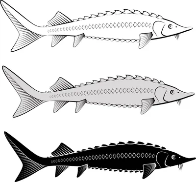 Особенности и виды сибирского осетра