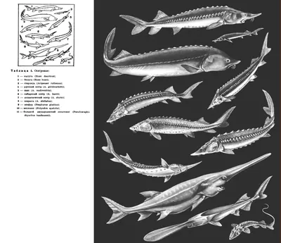 Все виды ОСЕТРОВЫХ рыб в МИРЕ. | На КРЮЧКЕ у ДМИТРИЯ | Дзен