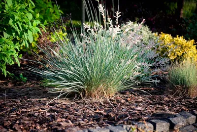 Овсяница сизая (Festuca glauca) - PictureThis