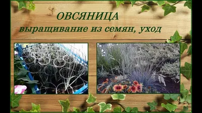 Овсяница красная волосовидная | КедровЪ ГрадЪ | Дзен