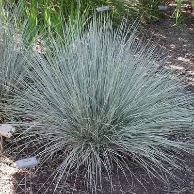 Овсяница сизая (Festuca Glauca) — купите саженцы в контейнере в Краснодаре  - Прекраснодар — новогодние ёлочные базары в Краснодаре