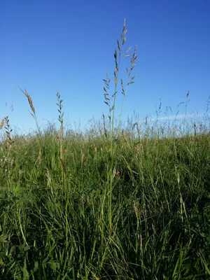 Овсяница сизая Festuca glauca 2л/3л — цена в LETTO