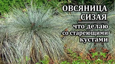 Овсяница сизая (голубая) | купить рассаду в Украине