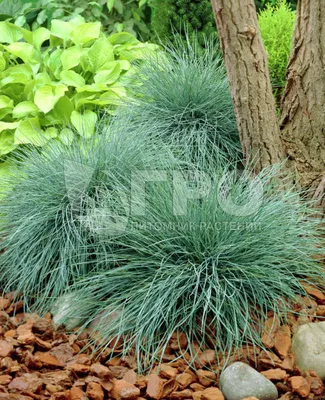 Овсяница сизая (Festuca Glauca) — купите саженцы в контейнере в Краснодаре  - Прекраснодар — новогодние ёлочные базары в Краснодаре