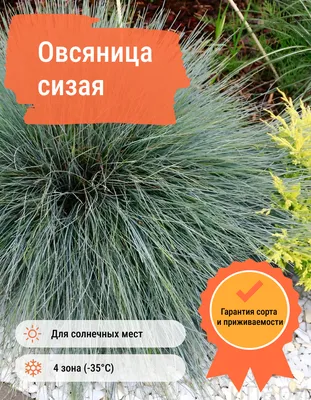 Овсяница красная: описание, использование для газона, отличие от других трав