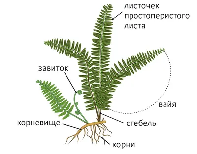 Папоротник в вашем доме | ВКонтакте