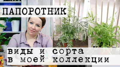 Разновидности папоротников. Обзор от fiftyflowers.ru