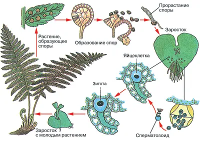 КАМЕННОУГОЛЬНЫЙ ЛЕС.ФЛОРА. часть 2. Папоротники.