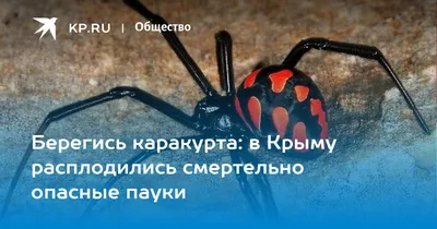 Новые данные о пауках (Arachnida: Aranei) Крымского природного заповедника ( Крым) – тема научной статьи по биологическим наукам читайте бесплатно текст  научно-исследовательской работы в электронной библиотеке КиберЛенинка