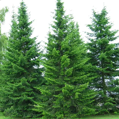 Пихта сибирская 'Abies sibirica' купить в Москве саженцы из питомника  Greenpoint24