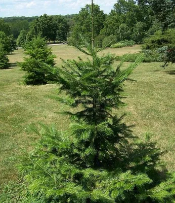 Пихта корейская \"Abies\" купить по цене от 10000 рублей в Москве и Мытищах