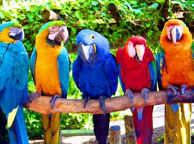 Попугаи - Известно много видов и разновидностей попугаев, и часто нам  трудно выбрать для себя наиболее подходящий. В этой статье мы попытаемся  описать самые популярные виды попугаев с фото. Думаю, это поможет