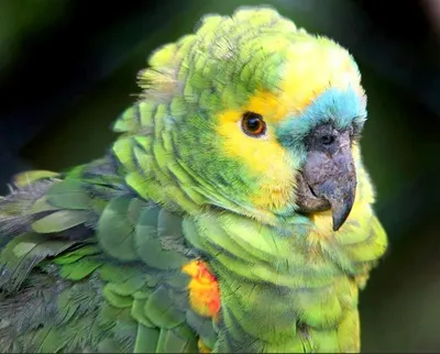 10 видов самых крупных попугаев | Попугай, Картинки, Домашние питомцы