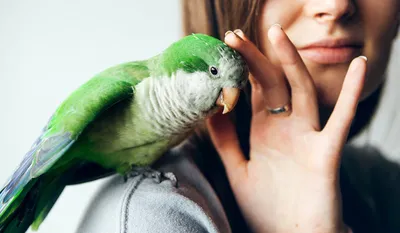 Виды волнистых попугаев | Птица дома | Дзен