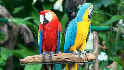 Амазонский попугай