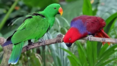 Неразлучник и другие виды попугаев: 630 грн. - Птицы Днепр на Olx