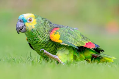 Виды попугаев - Мир птиц