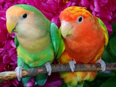 Благородный попугай: внешний вид и особенности содержания